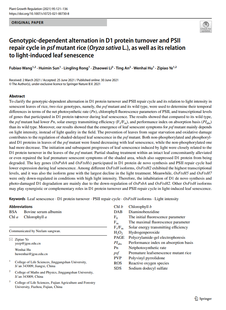 Genotypic‑dependent alternation in D1 protein turnover and PSII  repair cycle in psf mutant rice...
